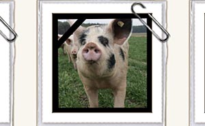 The website of Meine Kleine Farm. Photo: Screen capture